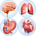 Herunterladen Organs Anatomy Pro. Installieren Sie Neueste APK Downloader