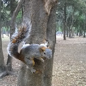 Mexican gray squirrel