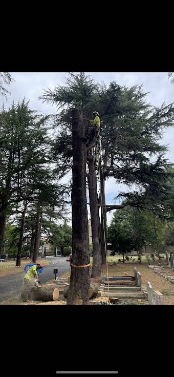 Cultured Tree Care album cover