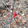 Mountain Cranberry Lingonberry