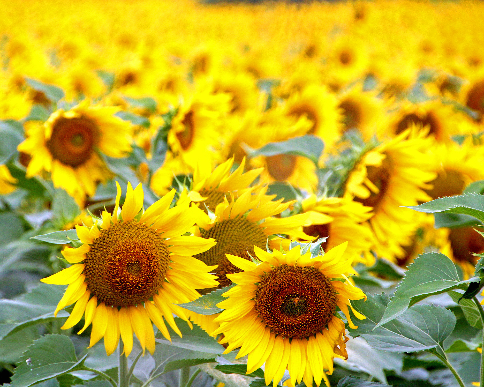 Girasoli della Maremma di danielasmerieri