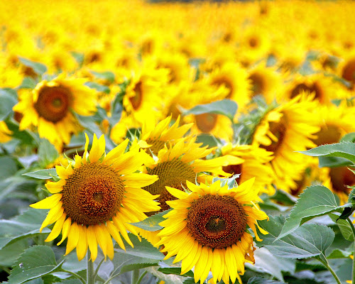 Girasoli della Maremma di danielasmerieri