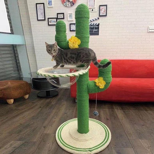 Title 6, Cactus Cat Climbing Frame Self-made DIY Complet...