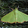 Crambid Moth