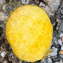 Dog Vomit Slime Mold