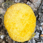 Dog Vomit Slime Mold