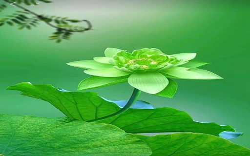 Green lotus wallpaper Preview 1