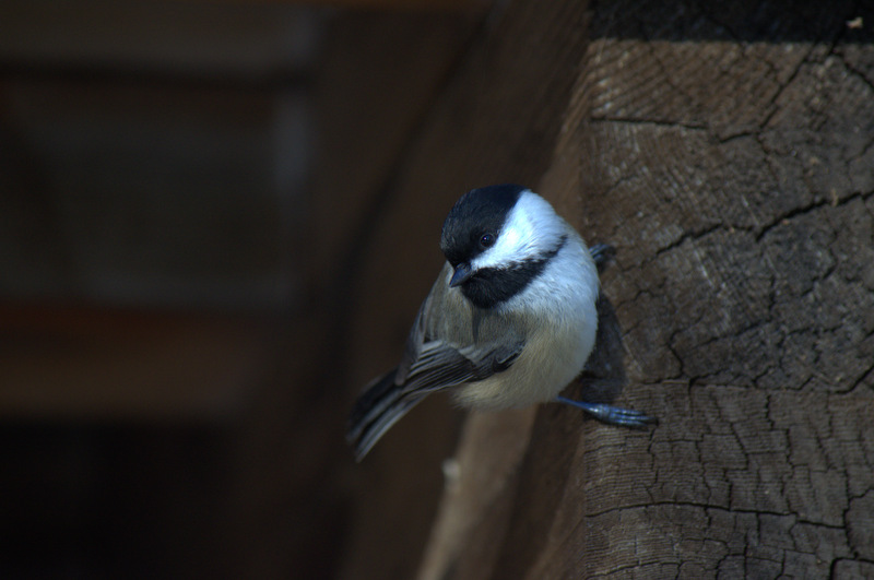 Black-capped chickadee