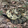 Timber Rattlesnake