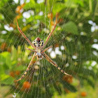 Multi-Coloured St Andrew's Cross Spider