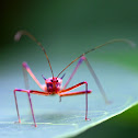 Assassin bug