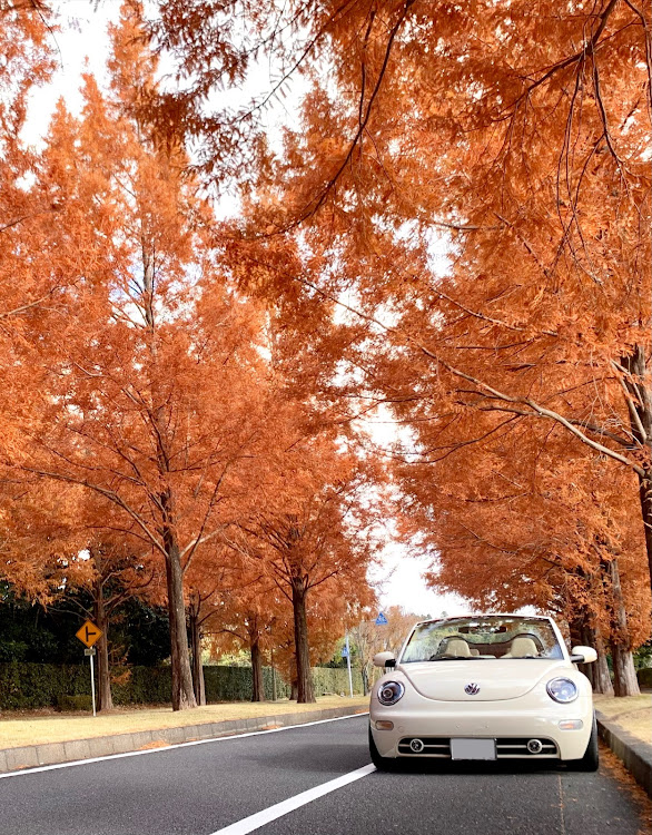 ニュービートル カブリオレの房総の🍁秋探訪🚗💨・房総のメタセコイア並木・オープンカーのある生活に関するカスタム事例の投稿画像3枚目