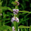 Corn Mint