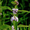 Corn Mint