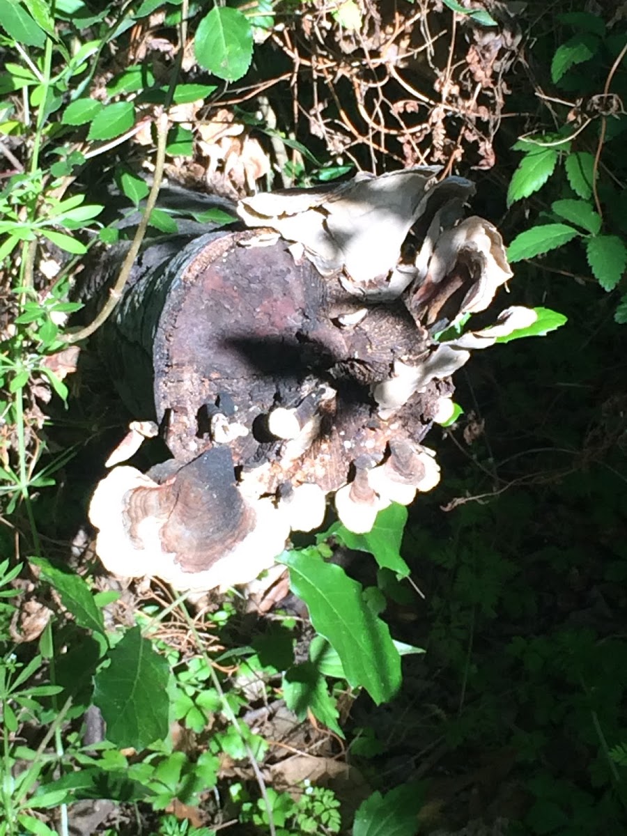 Turkey tails