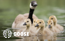 Goose HD Wallpapers New Tab Theme small promo image