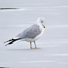 Ring-billed Gull