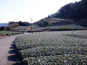 茶畑の間を降りていく