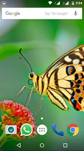 Butterfly Wallpapers HD(圖4)-速報App