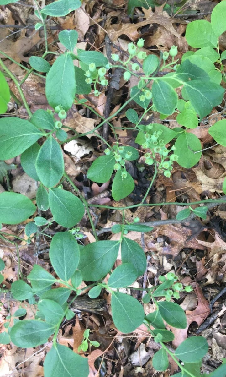 Lowbush blueberry