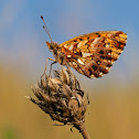 Weaver's Fritillary