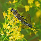 Sawfly