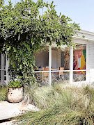 Grasses and creepers frame a picture window of the house.