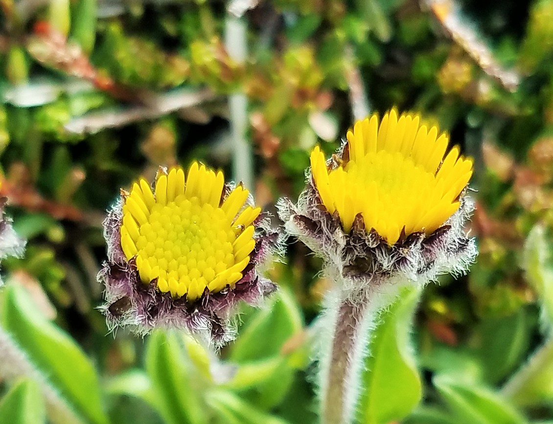 Alpine yellow fleabane