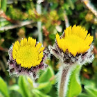 Alpine yellow fleabane