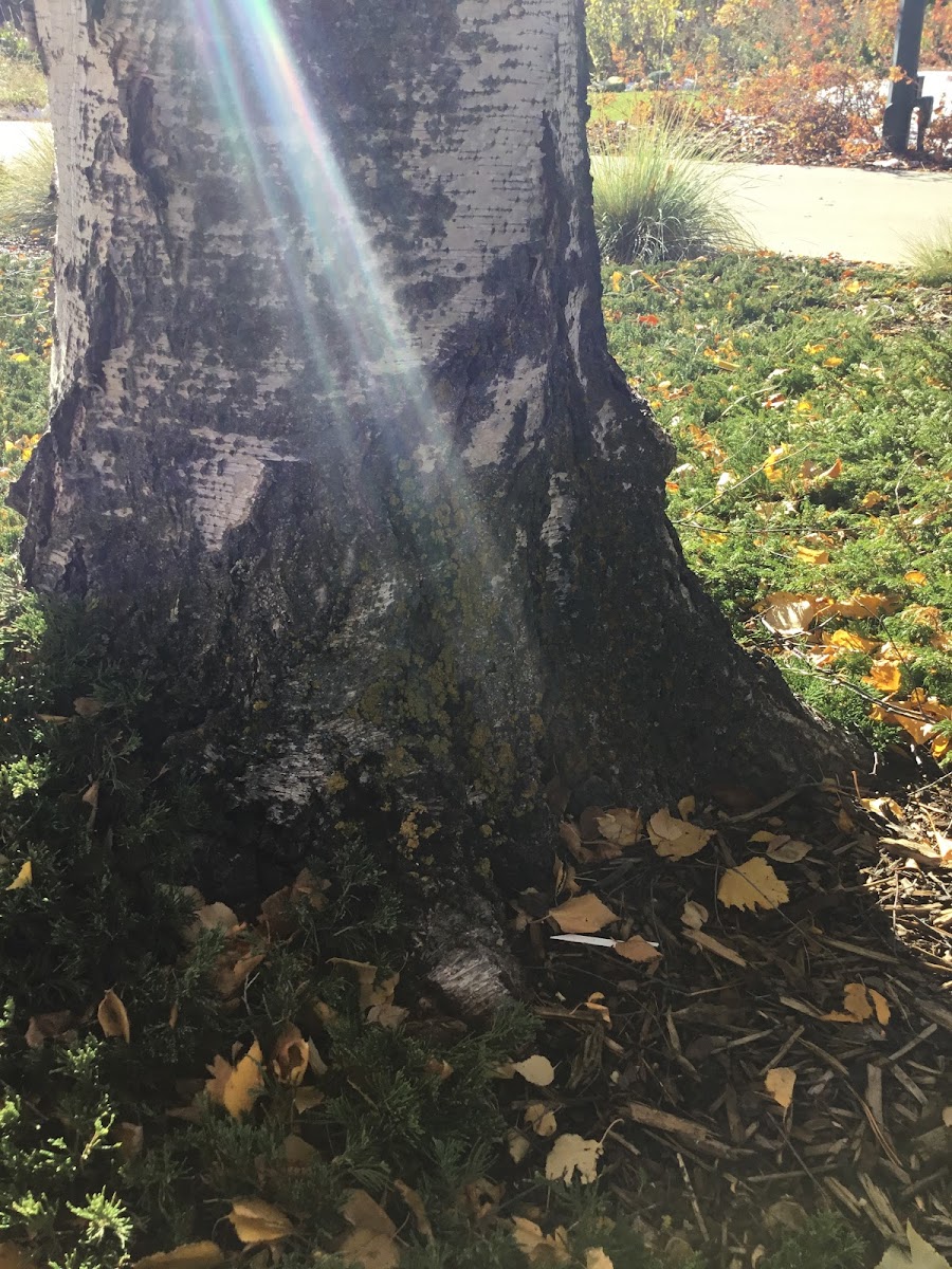 Paper Birch