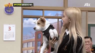 ROSE adopted ABANDONED DOG, Hank! Now, Hank has 1.2 million followers!  Amazing! #Blackpink 