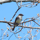 Eastern Phoebe