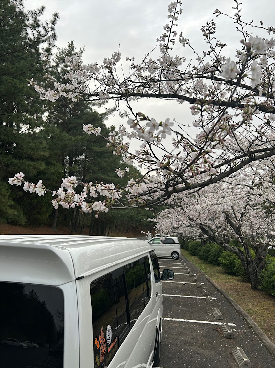 ハイエースワゴンの花粉まみれ・ドライブ・桜とコラボ・サクラと愛車に関するカスタム事例の投稿画像4枚目