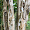 West Indian Bay Tree, Bay Rum Tree, Ciliment.