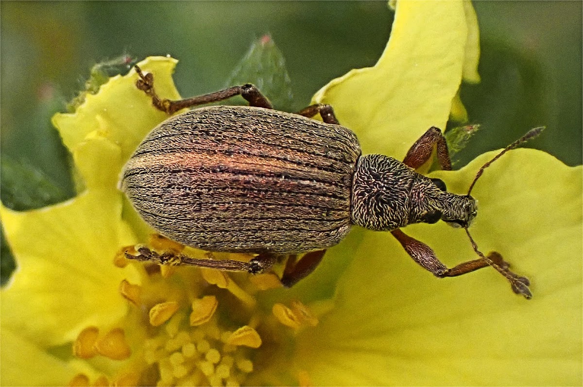 Walnut weevil