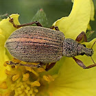 Walnut weevil