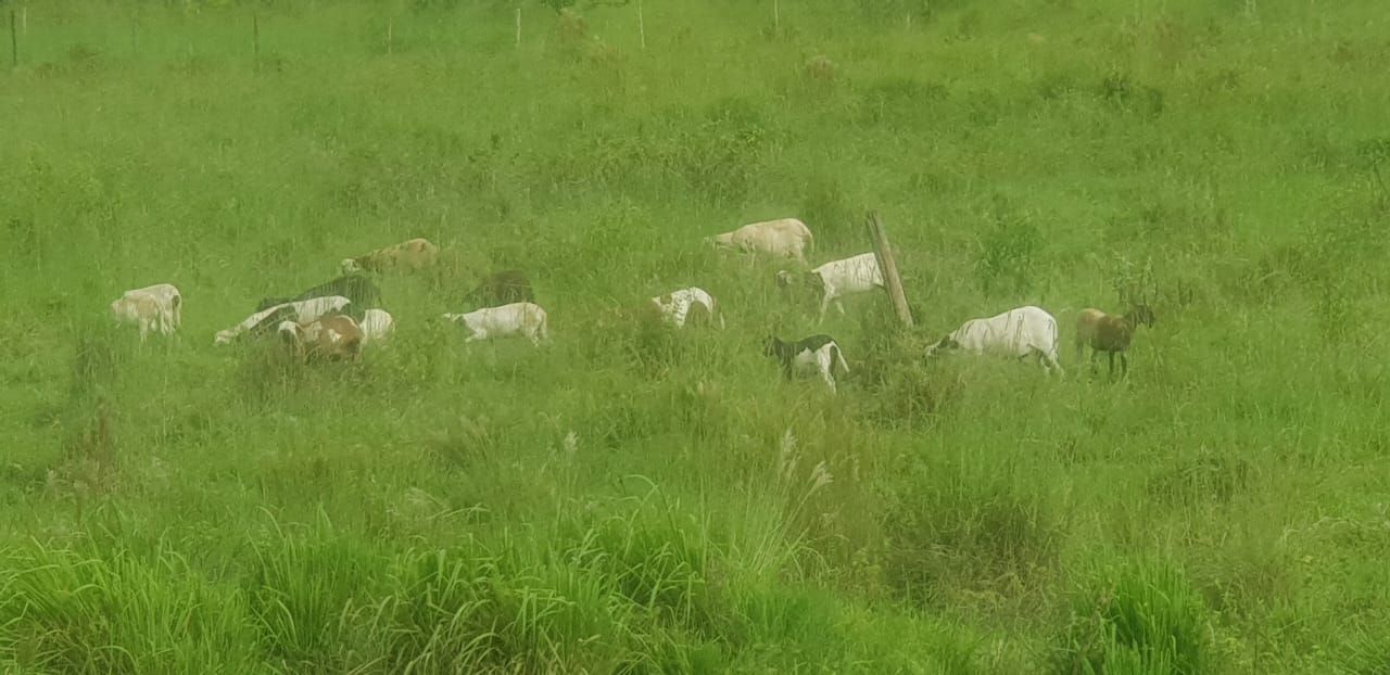 Fazendas à venda Centro