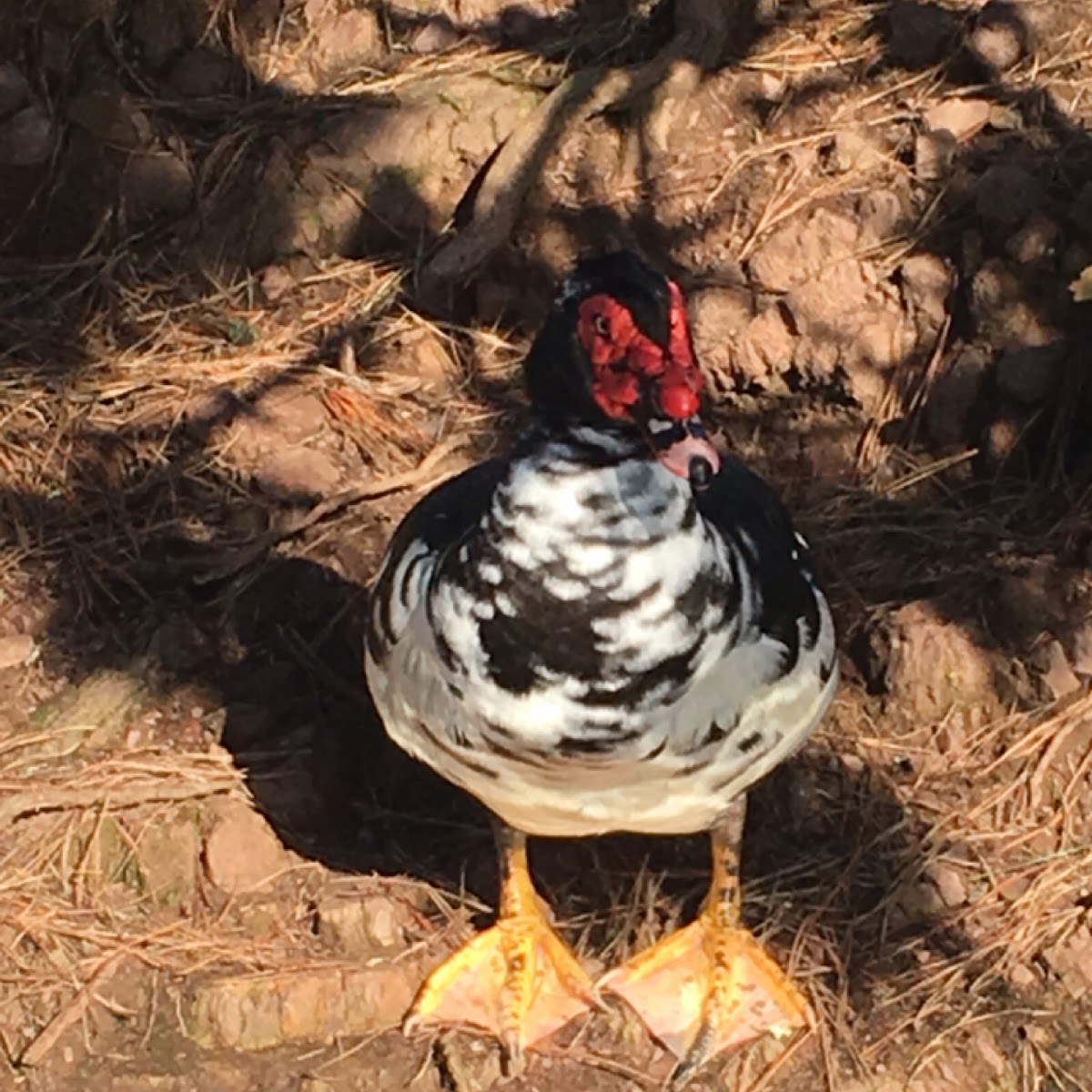 Muscovy Duck