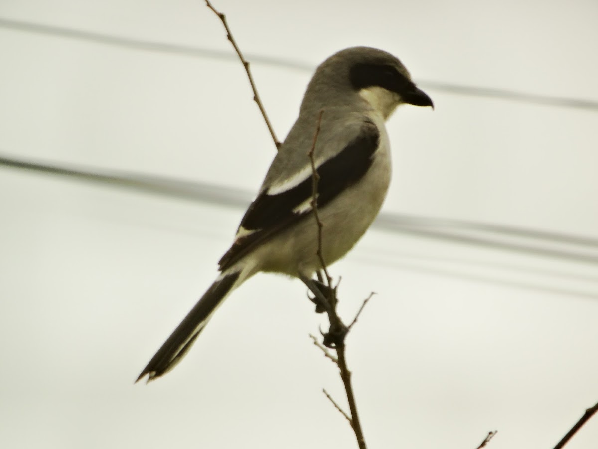 Loggerhead Shrike