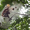 Eastern Tent Caterpillar tent