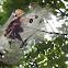 Eastern Tent Caterpillar tent