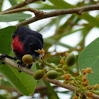 Mistletoebird (male)