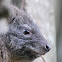 Southern Tree Hyrax