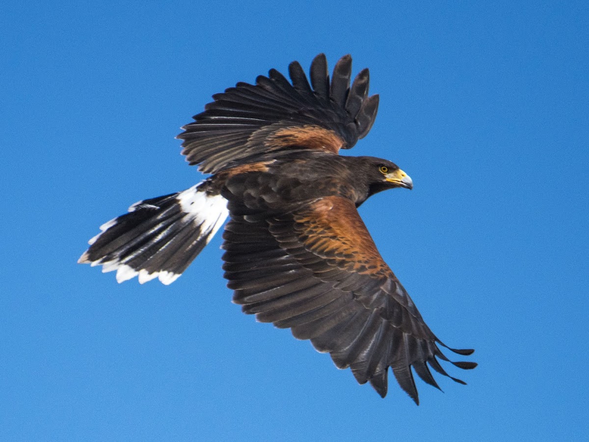 Harris's Hawk