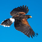 Harris's Hawk