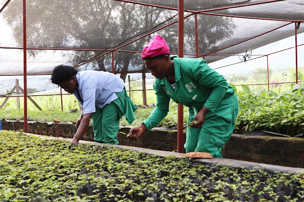 Des soigneurs de l'institut Kasese Youth Polytechnic (l'un des partenaires de FVW UG) en train de désherber la nurserie