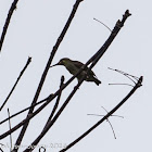 Yellow-eared Spiderhunter