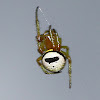 Kidney Garden Spider