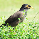 Common myna