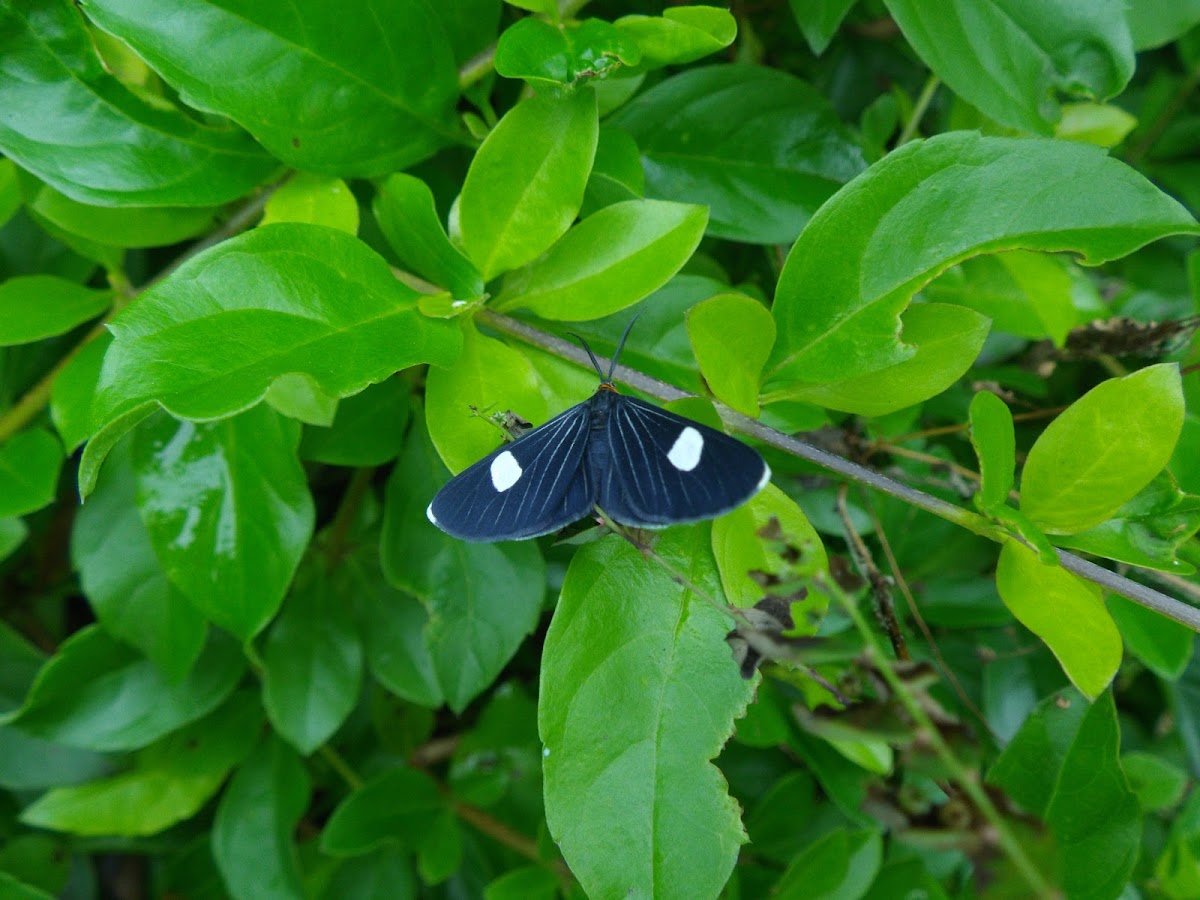 White-tipped Black